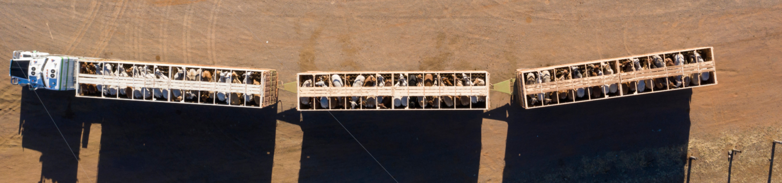 Livestock Transport Training